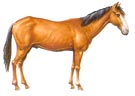 Horse type 3