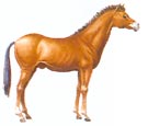 Horse type 4