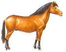 Pony type 1