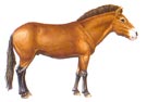 Pony type 2